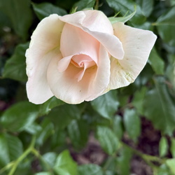 Fleurs